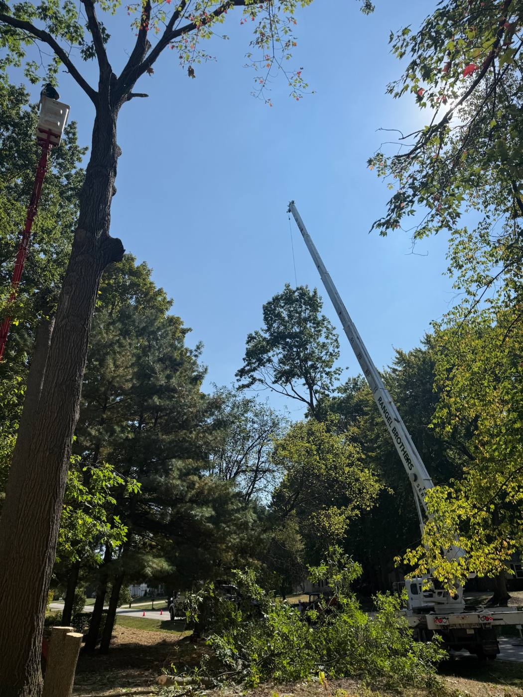 Rangel Brothers bucket working a large trunk during tree trimming