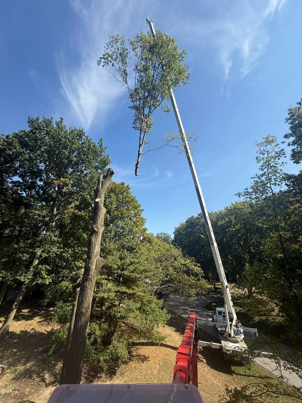 Crane lifting a cut treetop clear of a property during a complete tree removal