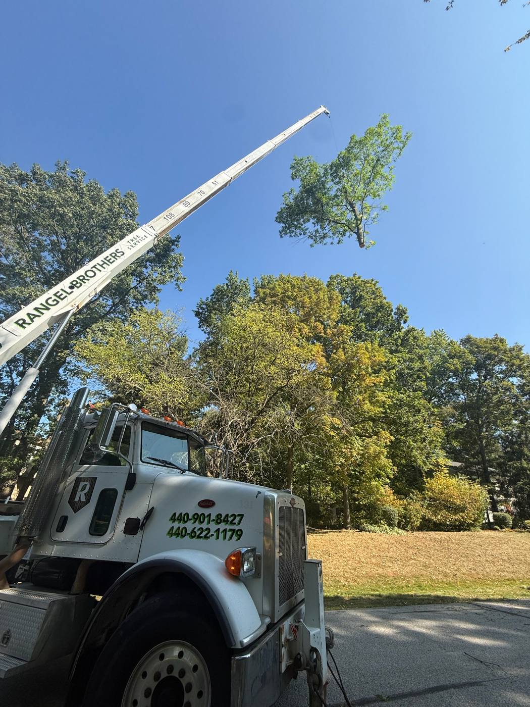Rangel Brothers crane truck with boom extended into a mature canopy