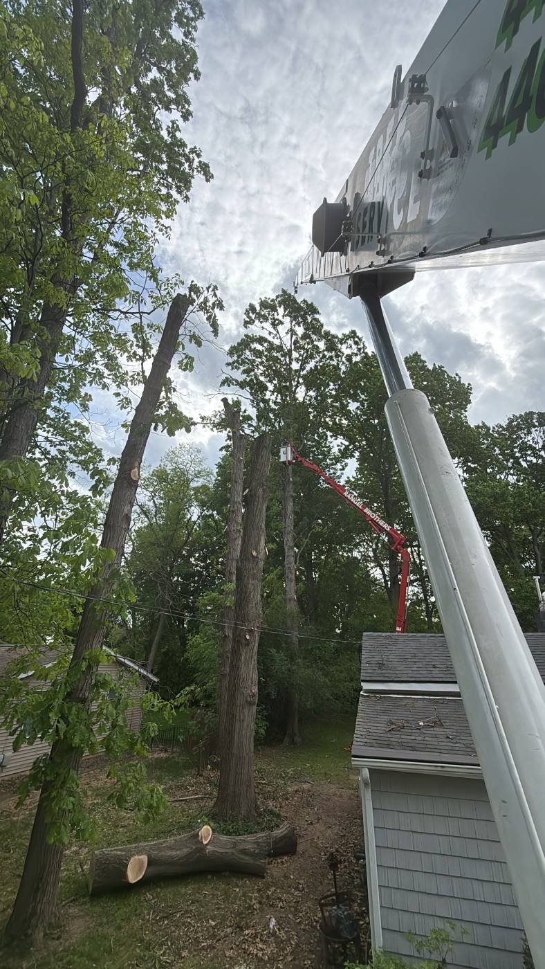 Rangel Brothers spider lift raised into a canopy for trimming work