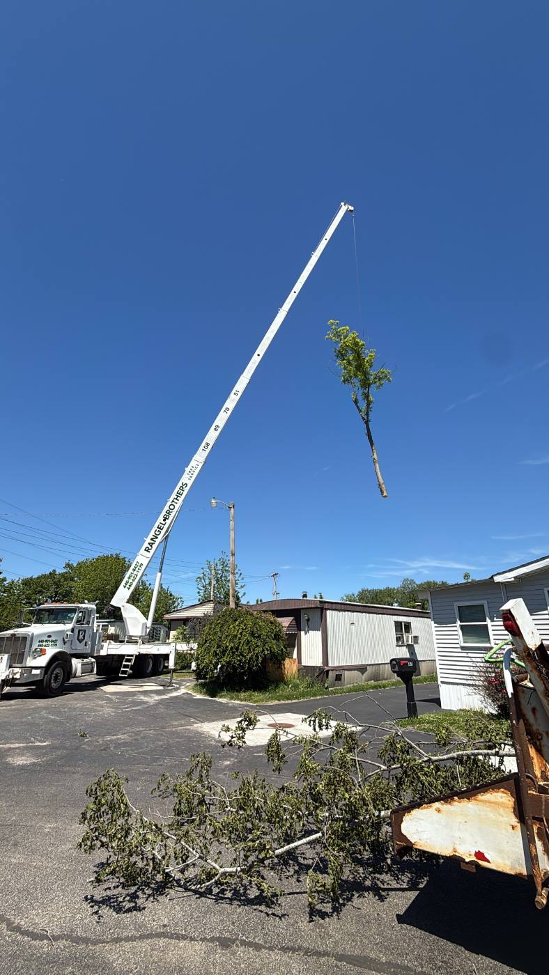 Crane lifting a leafy treetop away from a mobile home