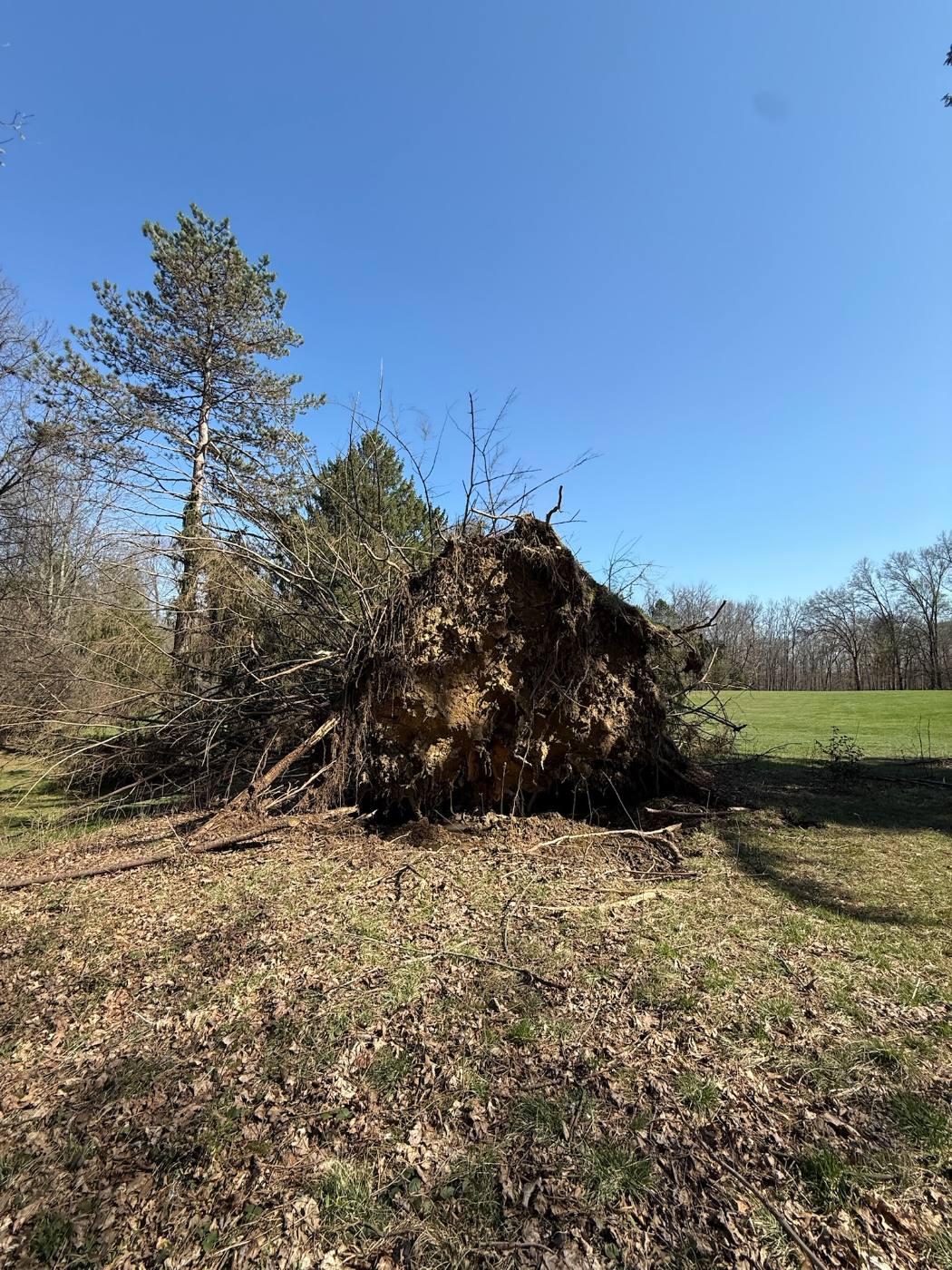 Uprooted tree and root plate left in an open field before grinding and cleanup